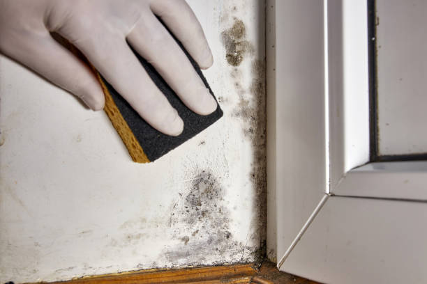 Best Forensic Mold Investigation  in Kenton, OH